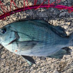 餌取りめちゃおるやんっ>* ))))><