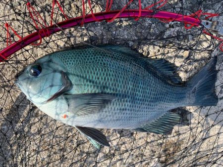 餌取りめちゃおるやんっ>* ))))…