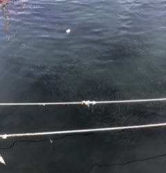 渋すぎやしませんか？