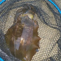 ショアジギング