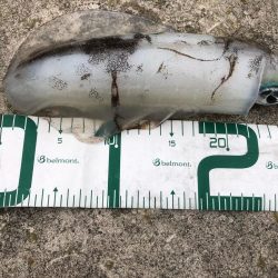 2021佐渡ヶ島 エギング　45回目