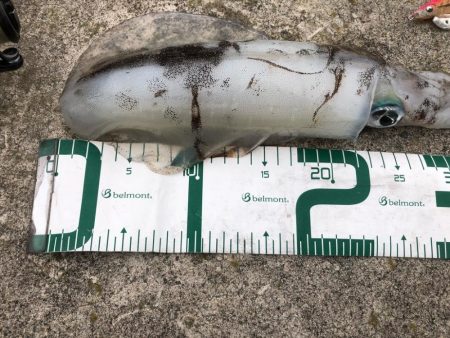 2021佐渡ヶ島 エギング　45回目