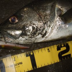 何とか一匹だけ