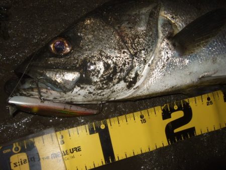 何とか一匹だけ