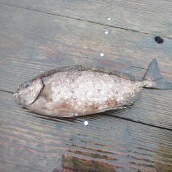 ウチノ海で筏釣り