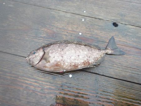 ウチノ海で筏釣り