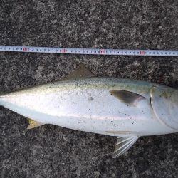 バラシ地獄からの脱出