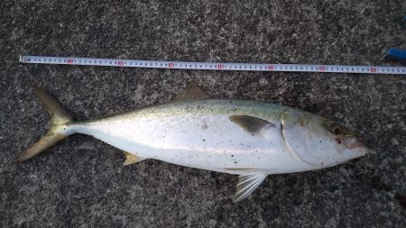 バラシ地獄からの脱出