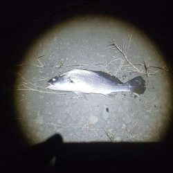 シンキングベンシル