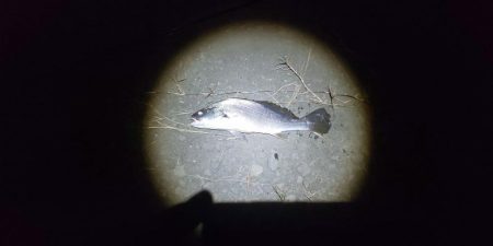 シンキングベンシル