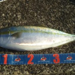 今日もきました‼ハマチです