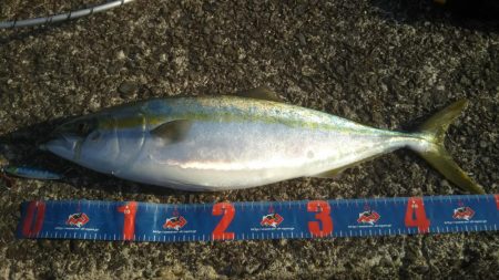 今日もきました‼ハマチです