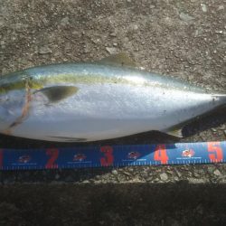 やっと来ました‼メジロです