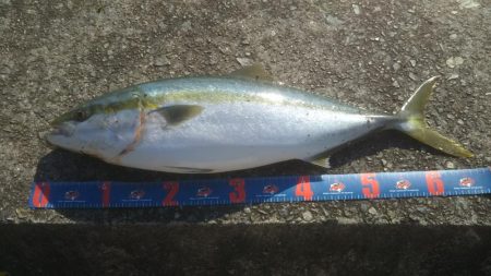 やっと来ました‼メジロです