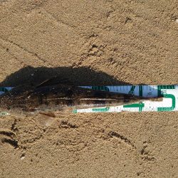 久々のヒラメサイズ