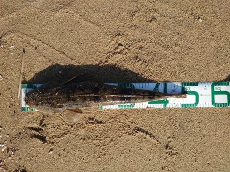 久々のヒラメサイズ