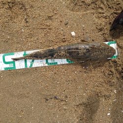 コチが多いです