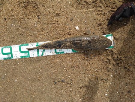 コチが多いです