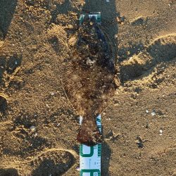 ヒラメとマゴチ