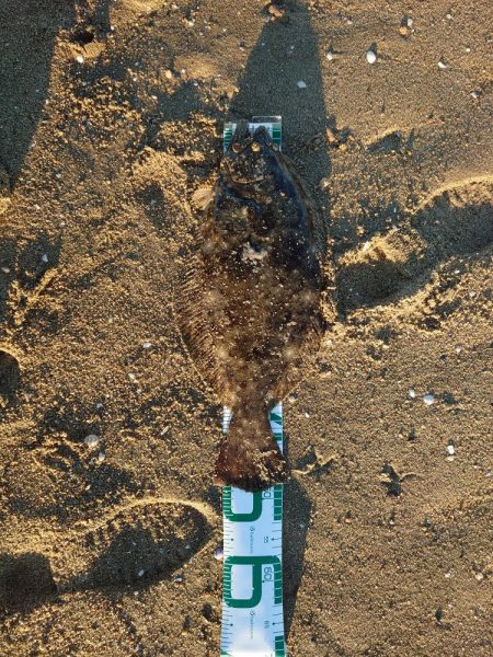 ヒラメとマゴチ