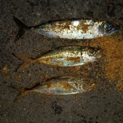 長い間アジに出会えずやっとアジに出会えました。