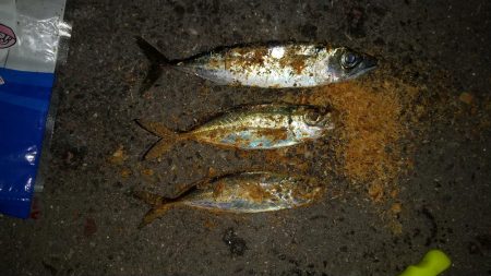 長い間アジに出会えずやっとアジに出会えまし…