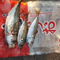 本日もアジを求めて舞洲へ！