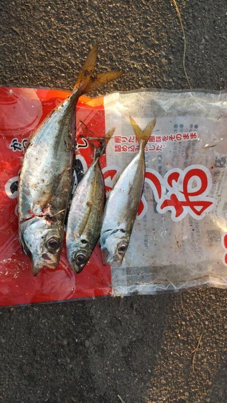 本日もアジを求めて舞洲へ！