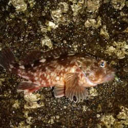 アジを求めて舞洲まで