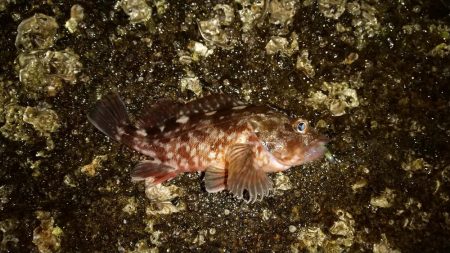 アジを求めて舞洲まで