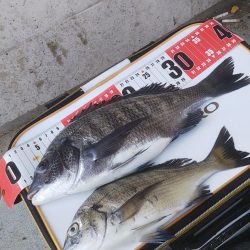 チヌ竿でハマチ