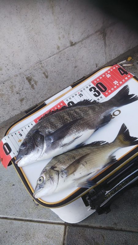 チヌ竿でハマチ