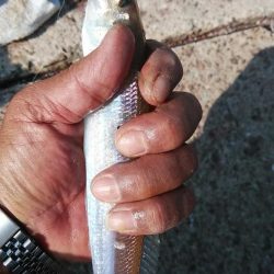 江井ヶ島の落ちギス調査