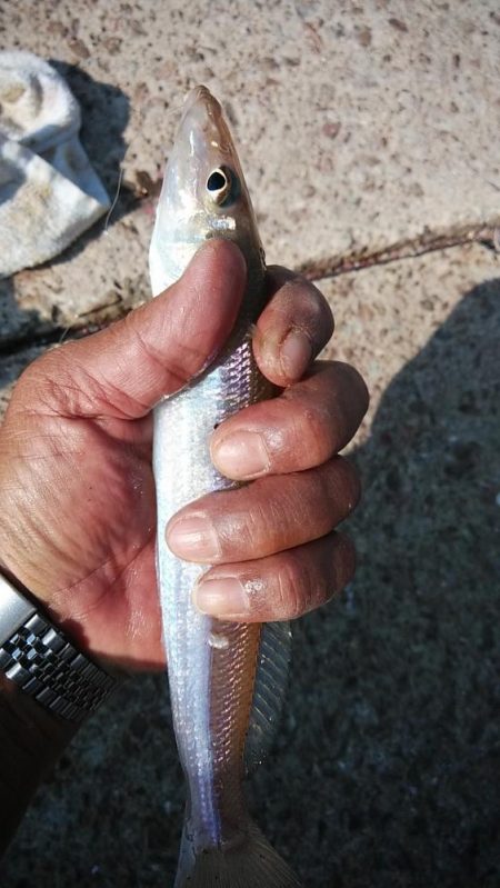 江井ヶ島の落ちギス調査