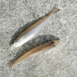 東二見白灯台波止の落ちギス調査