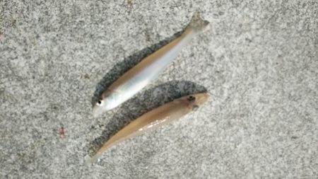 東二見白灯台波止の落ちギス調査