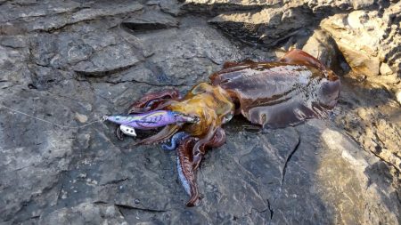 半年ぶりの釣行です。