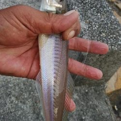 東二見でデカギスが釣れました