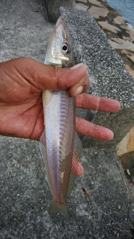 東二見でデカギスが釣れました