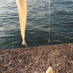 久々に爆釣しました