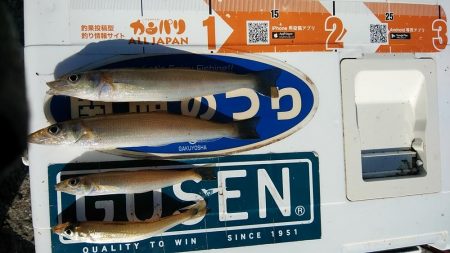 播磨新島のキス調査