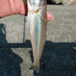 東二見のキス調査