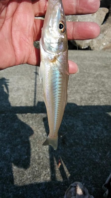 東二見のキス調査