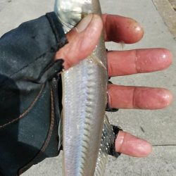 良型キスとハゼが釣れました