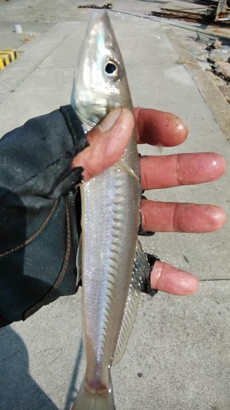 良型キスとハゼが釣れました