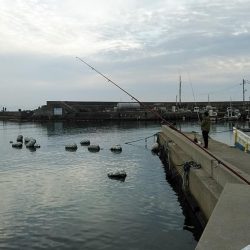 江井ヶ島のキス調査