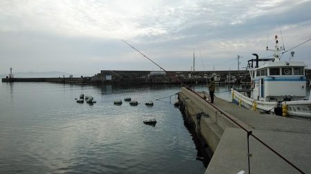 江井ヶ島のキス調査