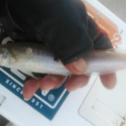 強風の江井ヶ島釣行