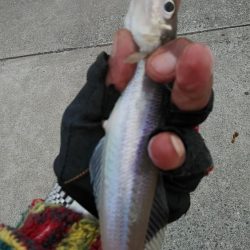 活性下がった江井ヶ島のキス