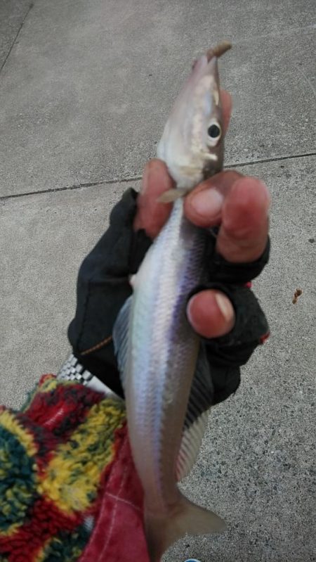 活性下がった江井ヶ島のキス